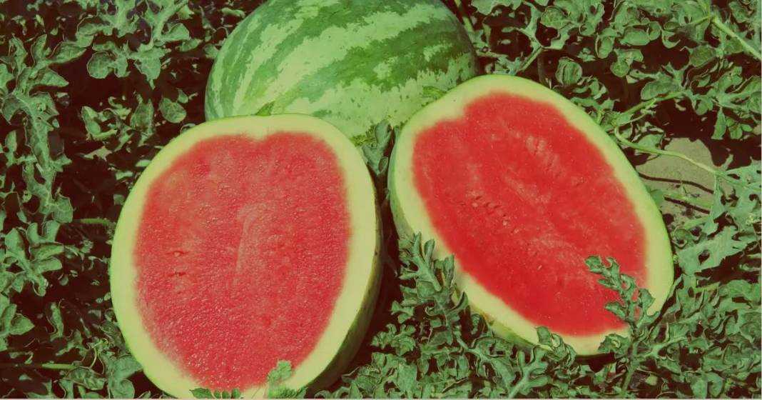 Usta manavlar biliyor sadece bu sırları! Karpuz seçerken yapın asla kelek çıkmıyor - Resim: 45